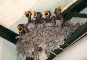 Птиците подготвят малките си за живота чрез кодове в яйцето 