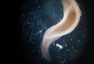 Могат ли червеите да ни помогнат да избегнем смъртта?