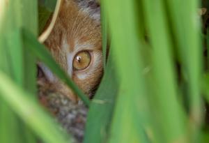 Видео тест: Открийте скритите животни