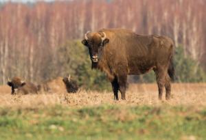 Най-големият бозайник в Европа се завръща в Румъния