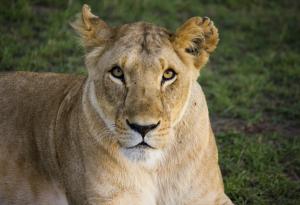 Видео: Лъвица прегръща човека, който я е осиновил