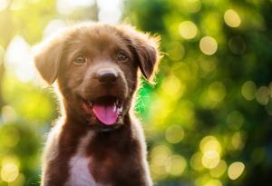 Кои кучета стават най-добри водачи на хора?