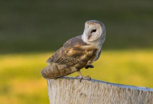 Видео: Совите не са това, което са