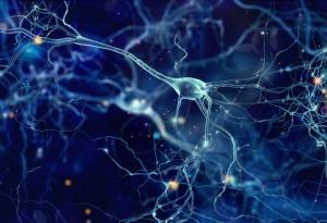 Откриха защо невроните правят човека толкова интелигентен