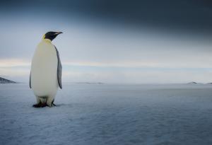 Защо пингвините не замръзват на леда?