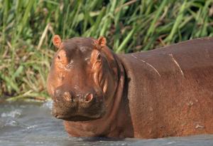 „Кървата пот“ на хипопотамите има уникални свойства