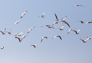 Видео: Цунами от... птици?