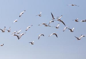 Птиците виждат магнитните полета на земята