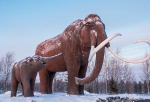 Извлякоха течна кръв от останки на мамут