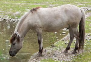Шестнадесет кончета коник се родиха тази пролет в Източните Родопи