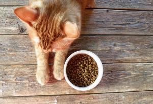 Ветеринари: Храним котките си погрешно