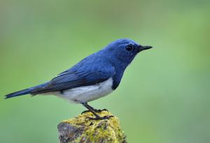 Притча за синята птица