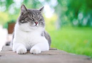 19 житейски урока от котките