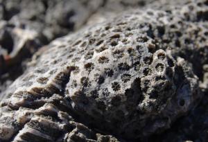 Откриха най-древните форми на живот на Земята