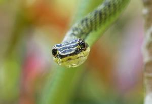 Ето каква е тайната на летящите змии