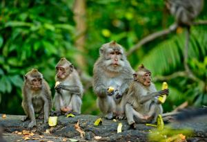 Икономиката на маймуните: Ирационална като нашата