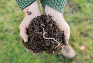 Микропластмасата в почвата пречи на растежа на земните червеи