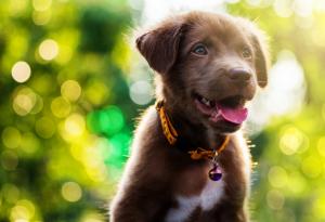 Защо ставаме агресивни от умиление?