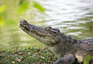 Крокодилите издържат една година без храна