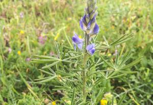 Синята лупина - по-добрата соя