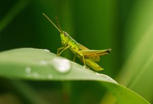 По-дребните скакалци печелят повече дами