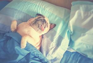 Науката твърди: поспаланковците са по-интелигентни и по-успели