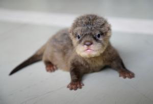 Това бебе морска видра, което се учи да плува, е истински герой