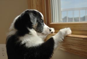 Кучето ти помни какво направи вчера