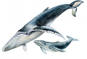 Три различни начина, по които раждат бозайниците