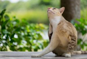 Бълхата ускорява повече от космическа совалка