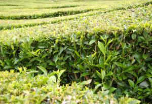 Геномът на чая е 4 пъти по-голям от генома на кафето