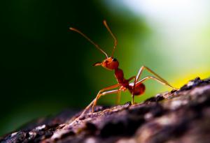 Мравки си имат свой Facebook 
