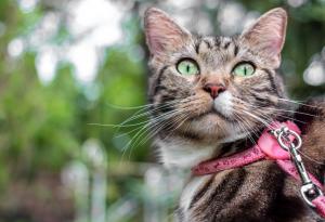 Учени искат котките да са на каишки, но ЕС не одобрява