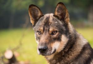 Кучетата правят физиономии, за да общуват с нас