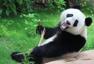 Тези малки панди избягват взимането на лекарства по особено симпатичен начин