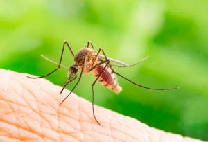 Краят на маларията идва с генно инженерство?
