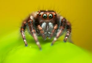 В света на насекомите: Ето как ловуват паяците