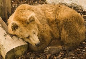 Какво се случва с мечката, когато е в летаргия