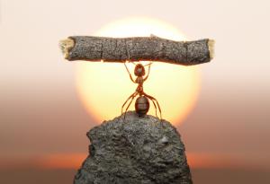 Фантастичният свят на мравките през обектива на Андрей Павлов