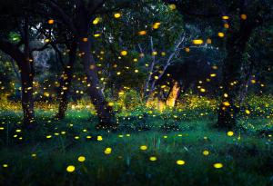 Видео: Светулки в нощта