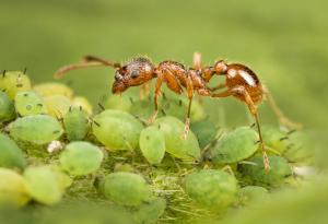 Най-бързата мравка в света „прелита“ през въздуха с 1 метър в секунда!