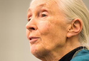 Джейн  Гудал откри, че шимпанзетата се целуват по човешки