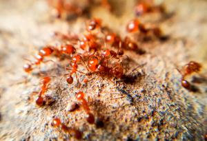 Видео: войната на мравуняците