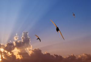 Учените откриха птичка, която може да лети 10 месеца без да каца