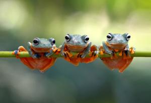 Омагьосаният свят на жабите, представен в 15 красиви макрофотографии