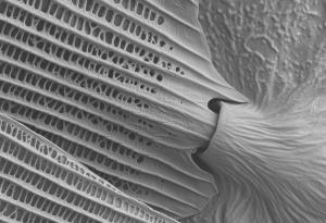 Фотозагадка: Какво е това?