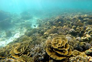 Големият бариерен риф може да се самоизлекува, но има нужда от помощ