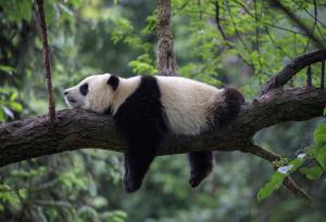 Любопитни факти за животните по света