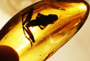 Гигантски насекоми разказват за кислорода в древността