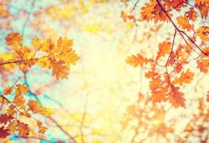 Джейн Хършфилд за есента